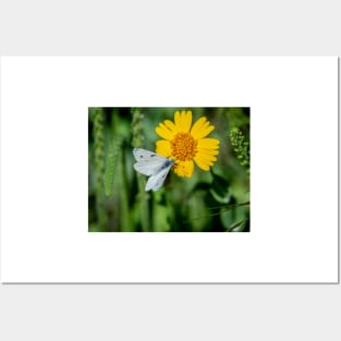 Checkered White Butterfly Enjoying  Huisache Daisy Posters and Art